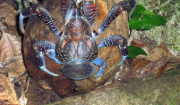 天牛哥最新爆料视频,揭秘视频背后的惊人真相！