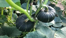 陇南吃瓜网红是谁,揭秘瓜乡美食魅力